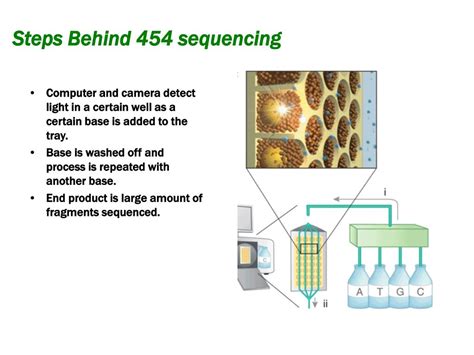 454 Pyrosequencing Steps 的图像结果