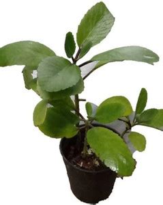 KUMUBON Bryophyllum Pinnatum/Patharchatta Plant Price in India - Buy ...