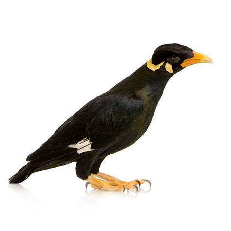 Image result for Maina Comuna