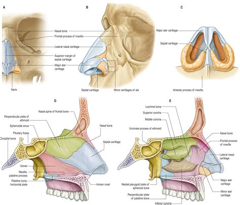 Nose, nasal cavity and paranasal sinuses - Clinical Tree