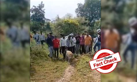 Fact Check: No, the leopard in the viral video is not drunk