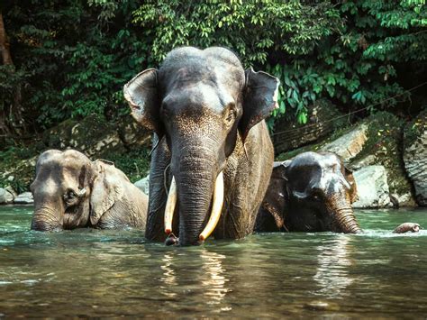 Tangkahan & Sumatran Elephants - 1-Day Tour by Sumatra EcoTravel