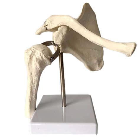 K99 Shoulder Joint Model Human Skeleton Scapula Anatomy Model Science ...