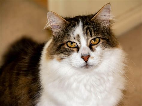 Can Cats Eat Bread? What Every Pet Owner Should Know - Tcrascolorado