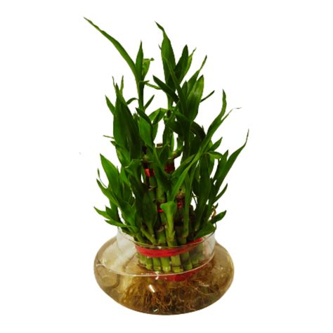Buy Lucky Bamboo Plant in Designer Glass Pot Online | Manbhawan Nursery