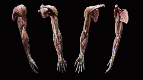 Upper Limbs Anatomy