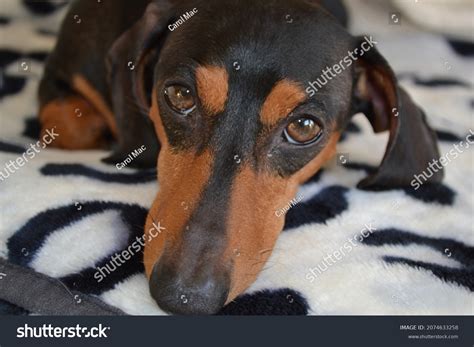 4,362 Black Tan Dachshunds Images, Stock Photos & Vectors | Shutterstock