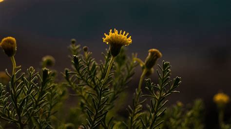 Wallpaper plant, flower, bloom, yellow, wild hd, picture, image