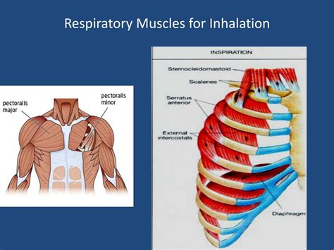 Respiratory Accessory Muscles at Angel Singleton blog