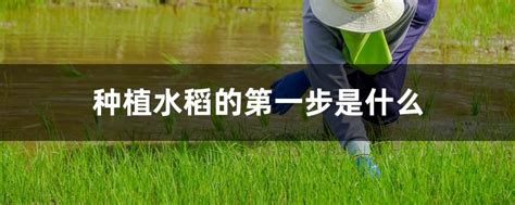 水稻生长全过程步骤图-图库-五毛网