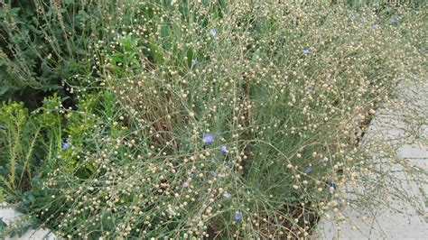 How To Grow Flax From Seed at Olivia Quinn blog