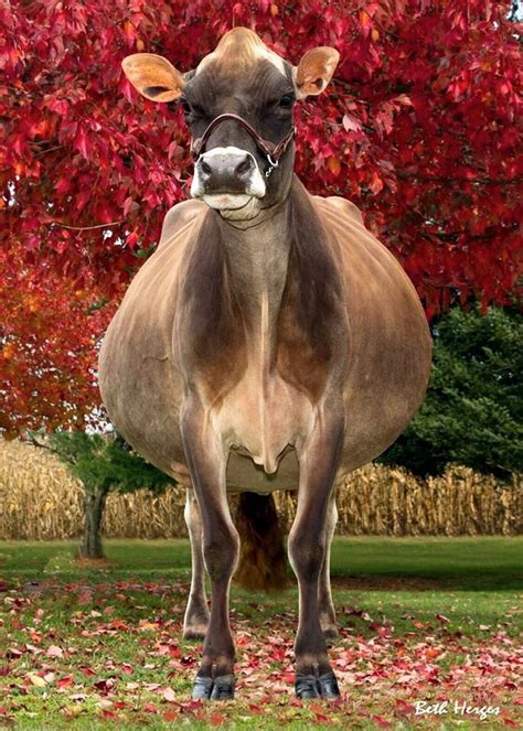Jersey Cow Grazing in Lush Green Field