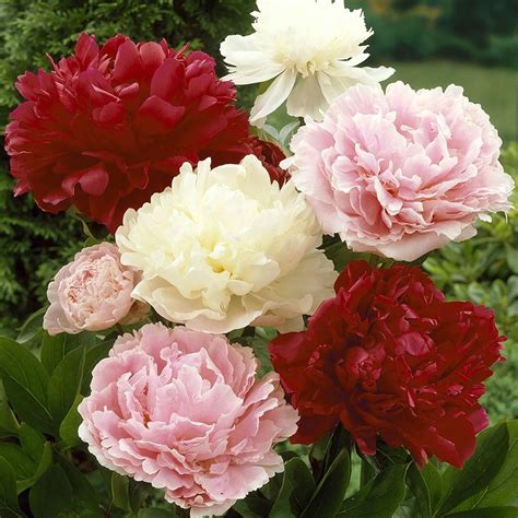 Should You Deadhead Peonies? - Gardening Dream