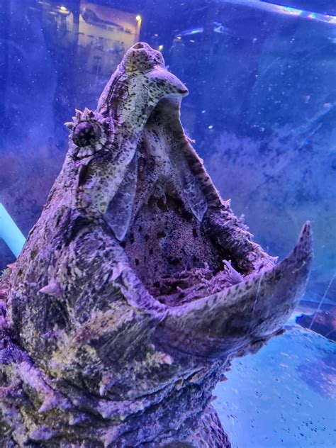 Image result for Snapping Turtle vs Alligator