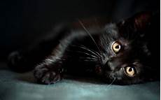 Black Cat Wallpaper by Images For Black Cat Wallpapers Black Cat Wallpaper