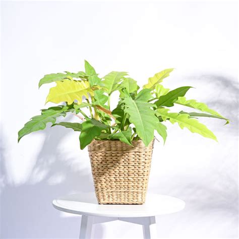 Shop for a Durable Basket Planter for Stunning Gardens