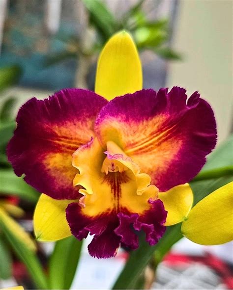 Shinshiang Diamond Cattleya Orchid Hybrid