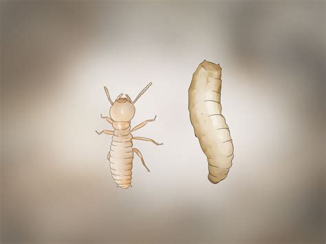 Bugs that look like termites - proofglop