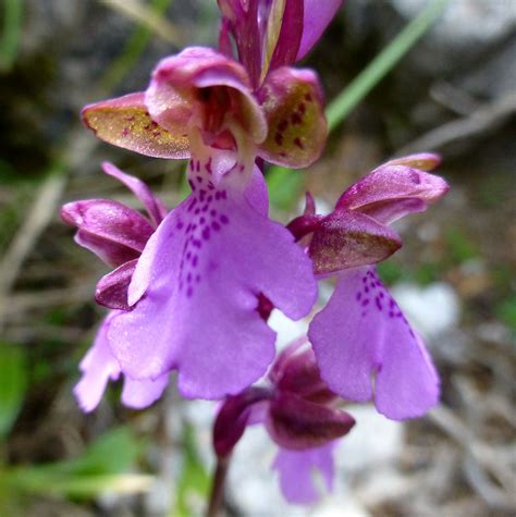Orchis spitzelii | Orchids, Orchis