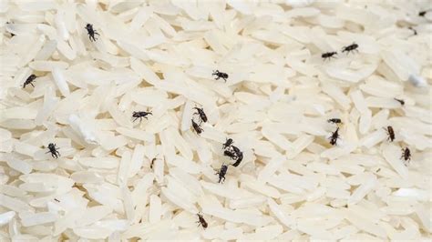How Can You Spot ‘Keede’ In Rice? Which Are 7 Home Remedies To Keep ...