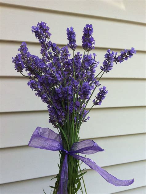 Lavender Flowers Woolworths at Maddison Loch blog