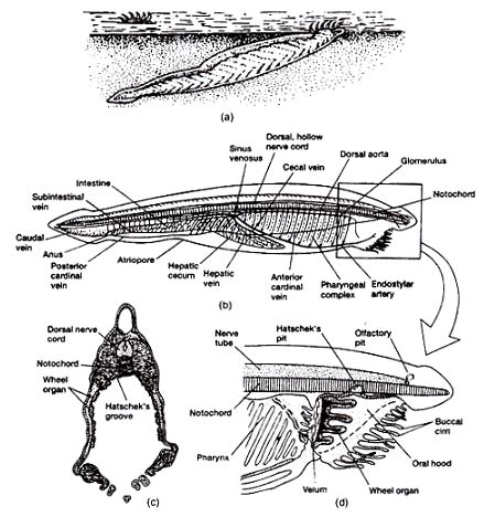 Protochordata: General features Life history of Branchiostoma - Zoology ...