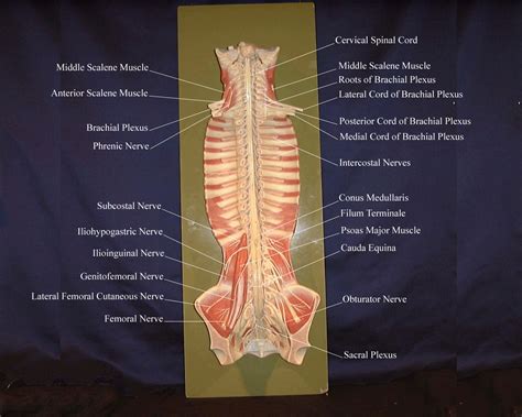 Spinal Cord Model Labeled