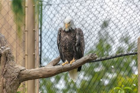 Page 3 | Bald eagle Photos - Download Free High-Quality Pictures | Freepik