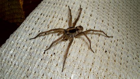 Top 10 Most Poisonous Spiders in The Whole World