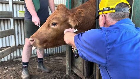 Exploding Cow Abscess 的图像结果