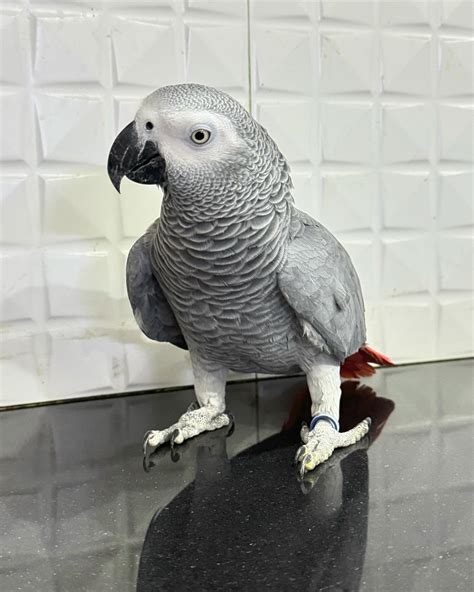 African Grey Parrot for Sale | Buy Hand-Raised African Greys