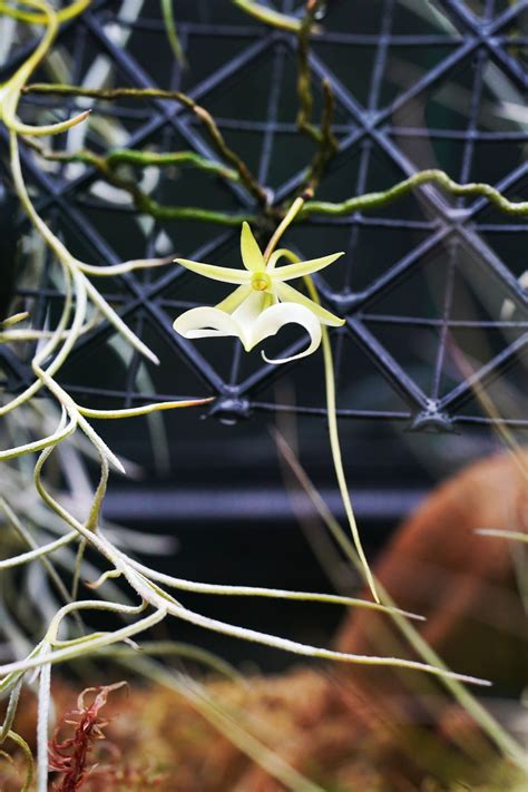 The rarest flower in the world blooms in just two known locations on ...