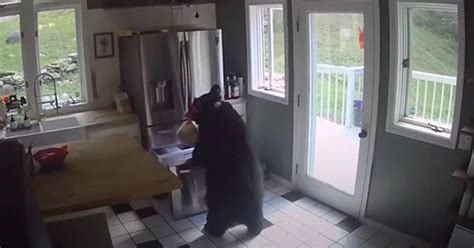 Image result for Bear Attacks Washing Machine