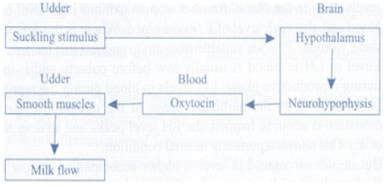 NCERT Exemplars: Chemical Coordination and Integration - 2 - Biology ...