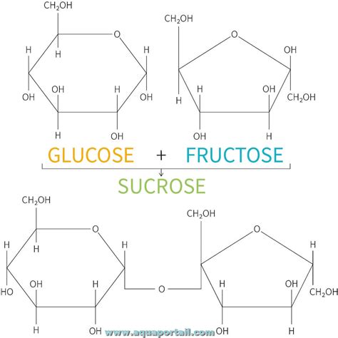 Fructose : définition et explications