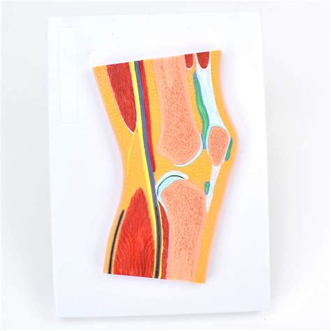 Buy Learning props Anatomy, MRI Orthopedics Teaching Model of The ...