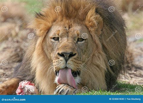 Male African Lion Feeding in the Zoo Stock Photo - Image of meat ...