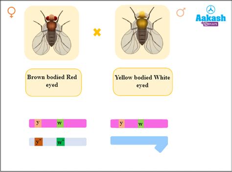 Linkage, Morgan’s Experiment, Types of Linkage, Crossing Over ...