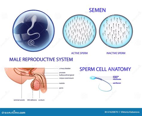 Systeme Reproducteur Male
