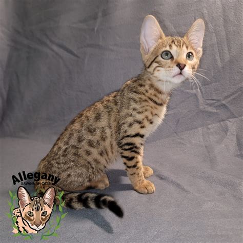 F4 6 – Allegany Savannah Cats
