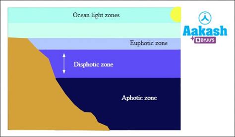 Light in Biology: Definition, Types and Importance | AESL