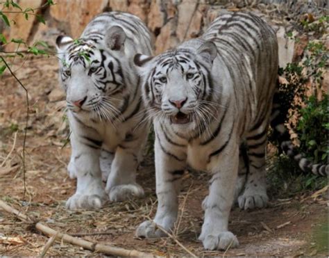 Haifa Zoo, haifa, Israel - Top Attractions, Things to Do & Activities ...