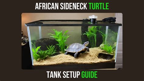 Image result for Softshell Turtle Tank