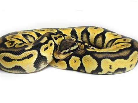 Image result for Lace Ball Python