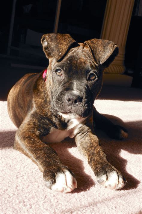2 Month Old Boxer/American Bulldog Mix Puppy on Pink Carpet