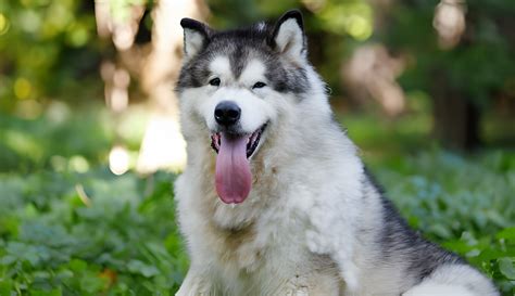 8 Best All-American Guard Dog Breeds - Avesei.com