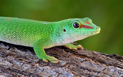 Download wallpaper 3840x2400 gecko, reptile, lizard, green 4k ultra hd ...