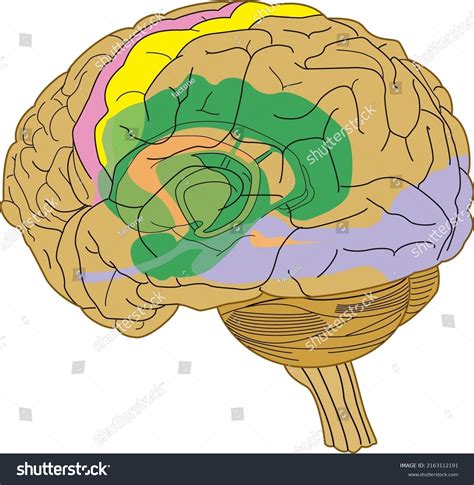 Normal Human Brain 的图像结果
