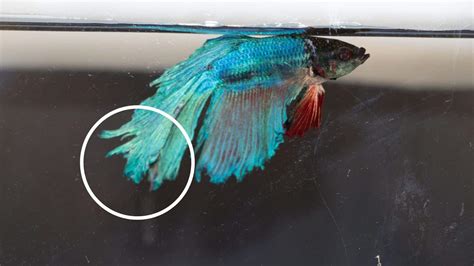 Restoring the Grace of Your Betta: Essential Tips to Heal Fin Rot