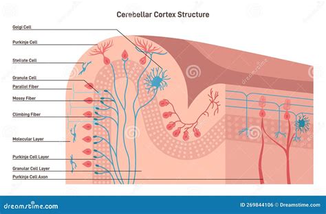 Structure of the Cerebral Cortex. Outer Layer of Neural Tissue of the Cerebrum Stock Vector ...